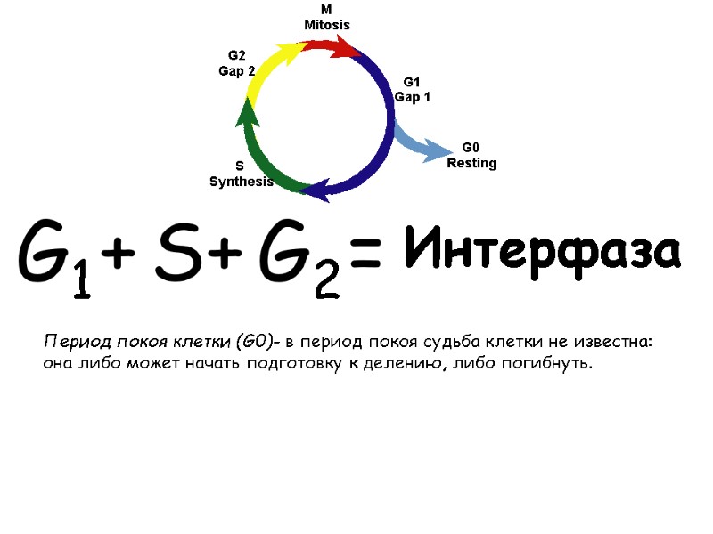 G1 G2 S + + = Интерфаза Период покоя клетки (G0)- в период покоя